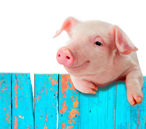 Tips for digging deeper into George Orwell’s Animal Farm
