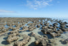 Biology Blog: Early life on Earth