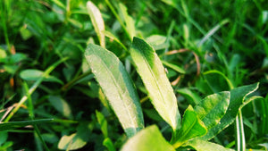 Secondary Chemistry – Superstuffs: Cellulose (Part 1)