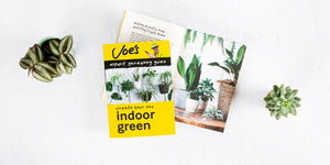 Easy Houseplants to Brighten Up Your Indoor Space