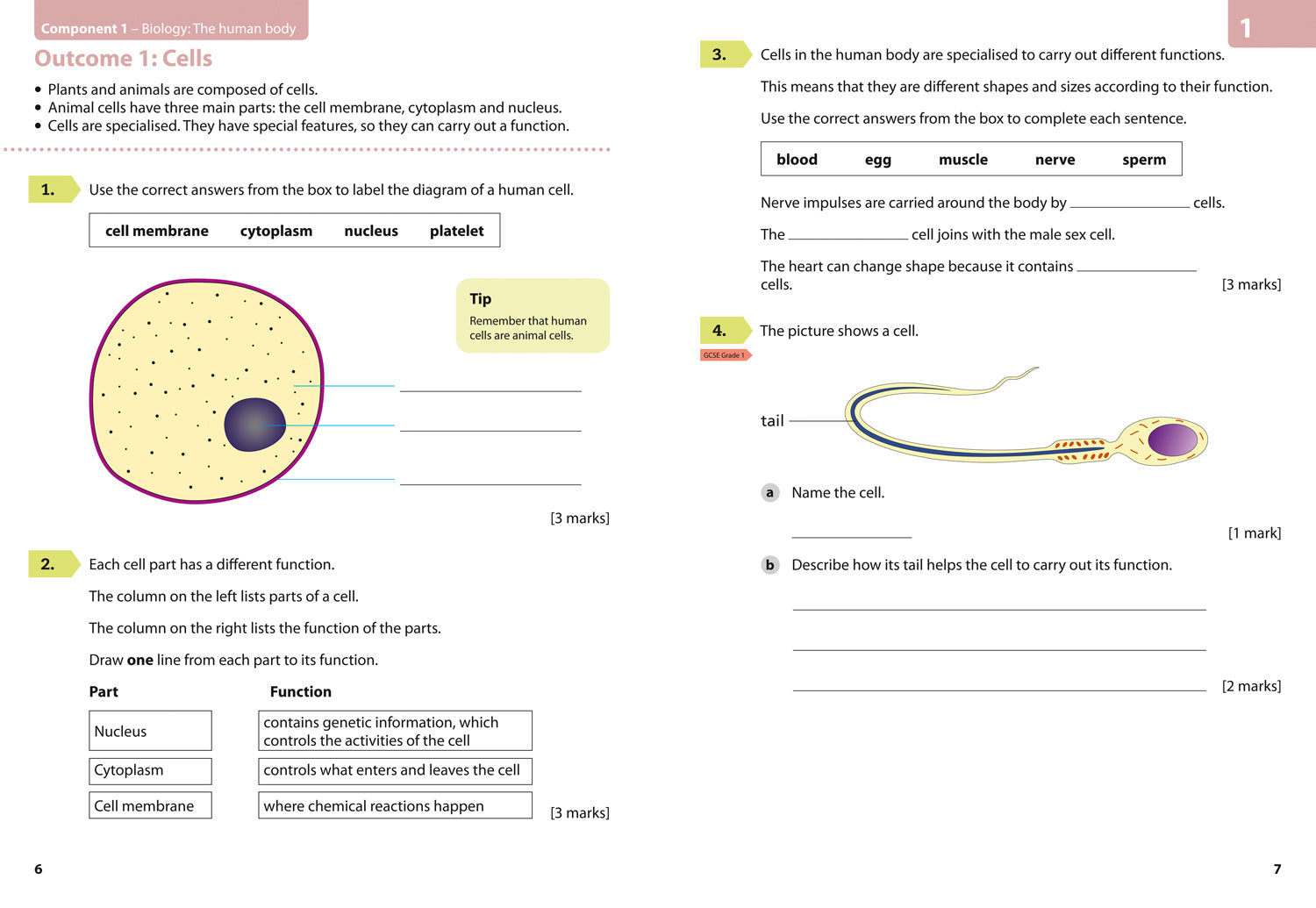 AQA GCSE 9-1 Foundation: Combined Science Trilogy and Entry Level ...